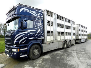 SCANIA R730 V8 animal transport for pigs or bovines + livestock trailer
