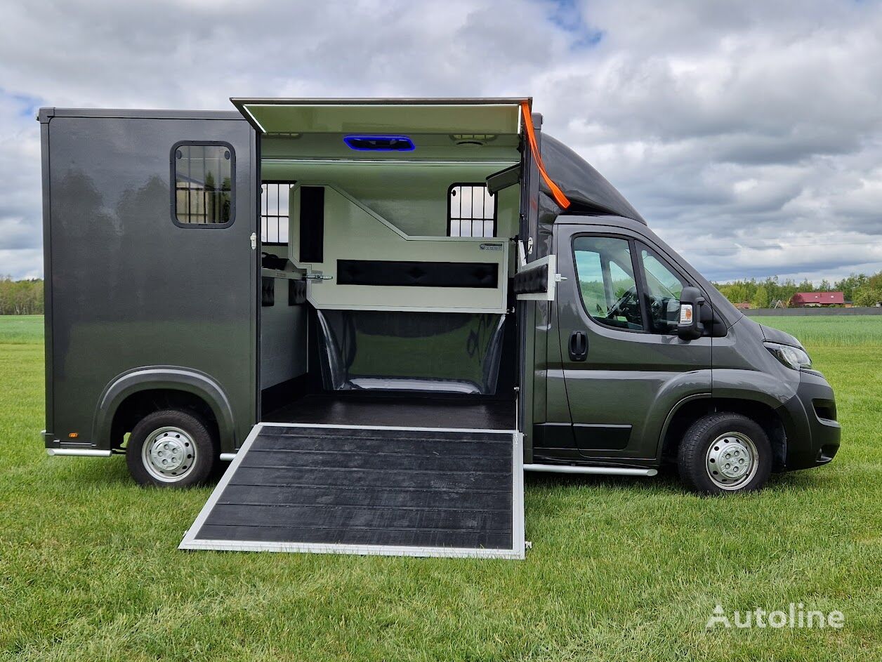 Peugeot Boxer horse transporter