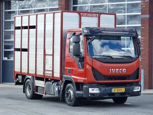IVECO Eurocargo Livestock - Euro 6 - Low KM - Manual gearbox livestock truck